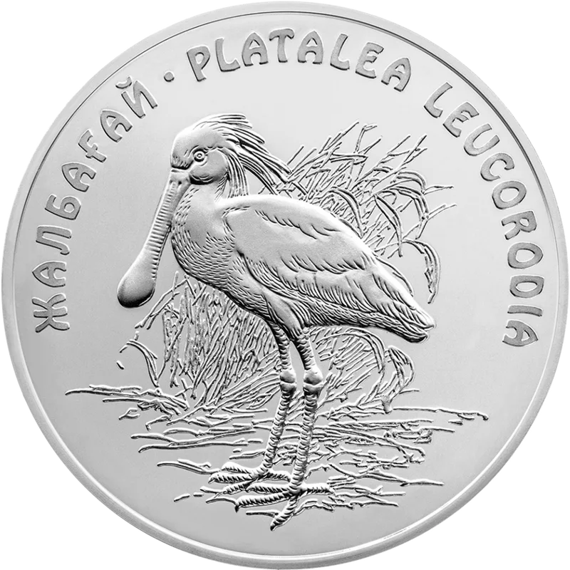 Kolpitsa (50)-Reverse